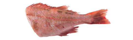赤魚